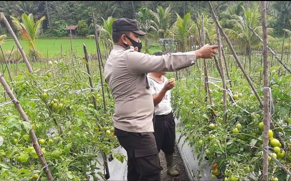 BHABINKAMTIBMAS BRIPKA HERMAN SALEH HRP SAMBANGI PETANI TOMAT DI DESA BARUAS